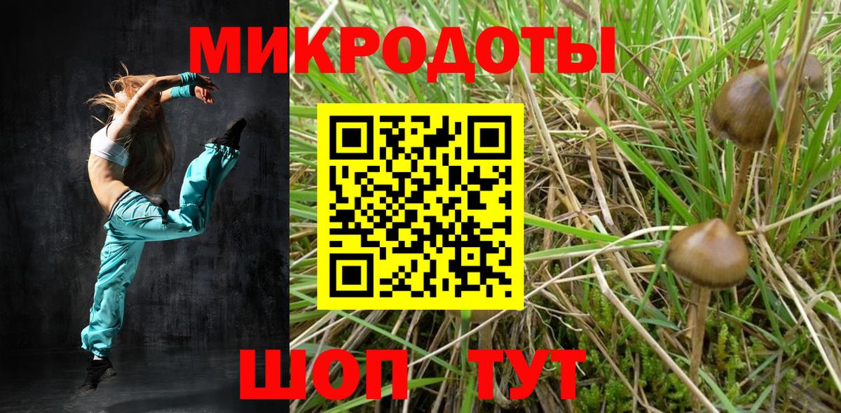 Псилоцибиновые грибы Psilocybe Шахты